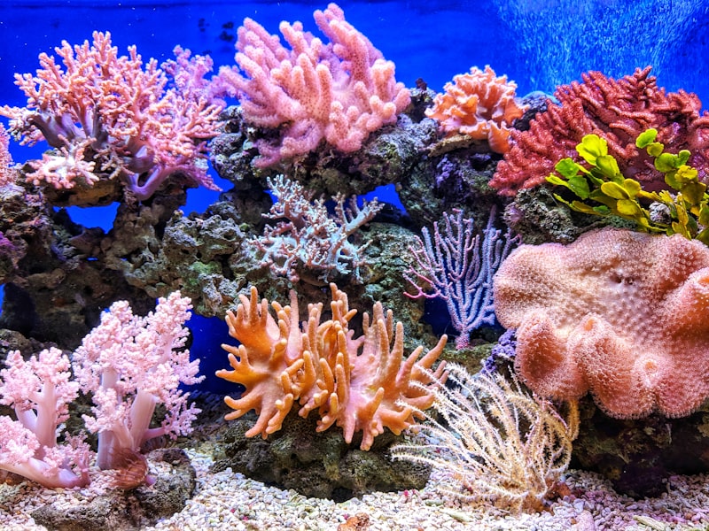 7 Days Alor Diving & Culture